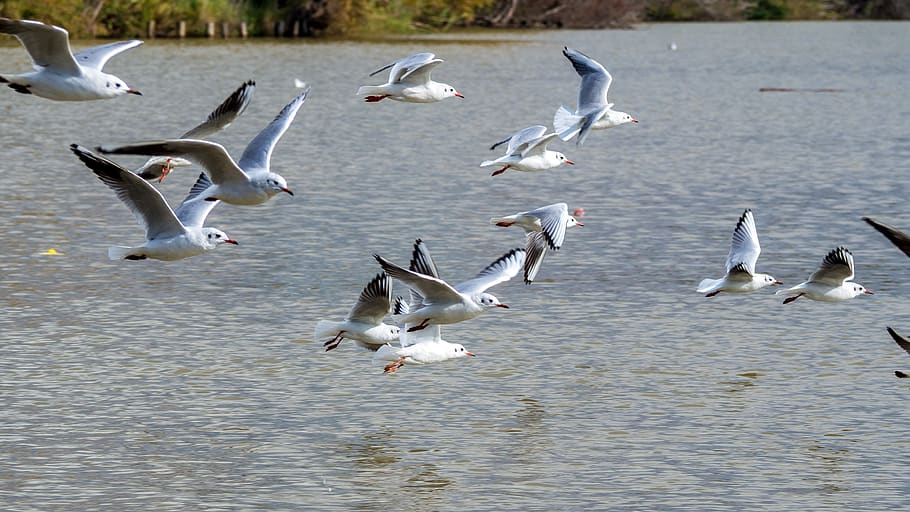 israel, tel aviv, animals in the wild, group of animals, vertebrate HD wallpaper