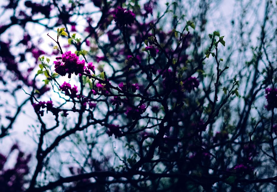 Purple Petal Flowers in Shallow Focus Photography, blooming, blossom HD wallpaper