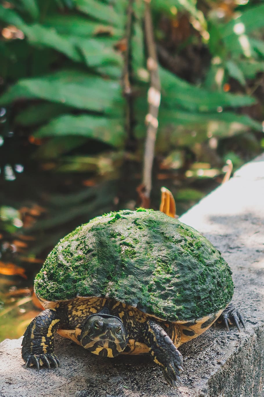 turtle, turtles, underwater, animal, wildlife, reptile, tortoise HD wallpaper