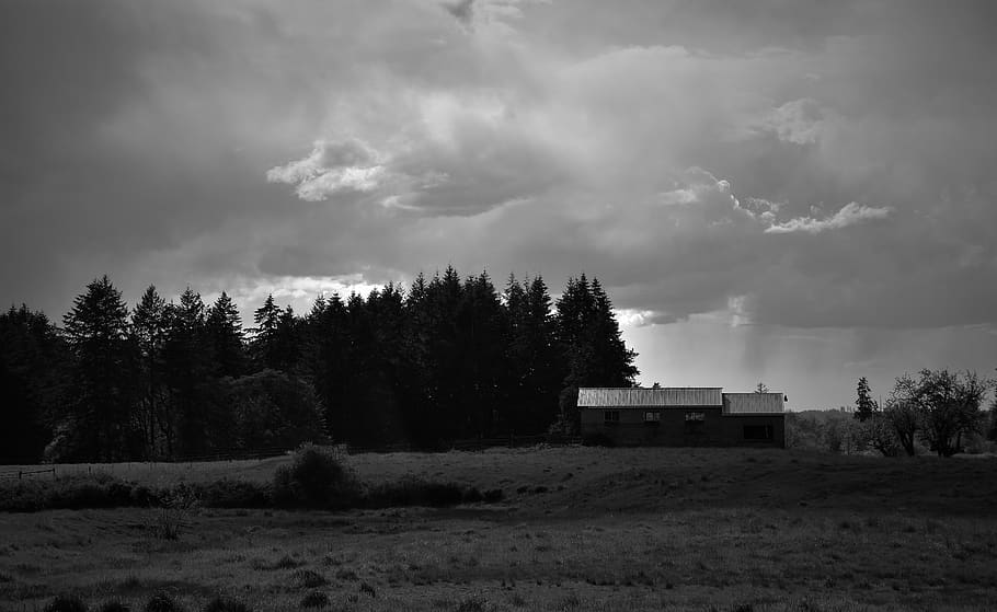 nature, outdoors, tree, plant, fir, abies, building, countryside HD wallpaper