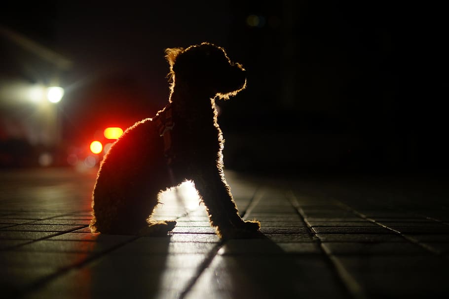 dog, night view, light and shadow, flooring, animal, domestic HD wallpaper