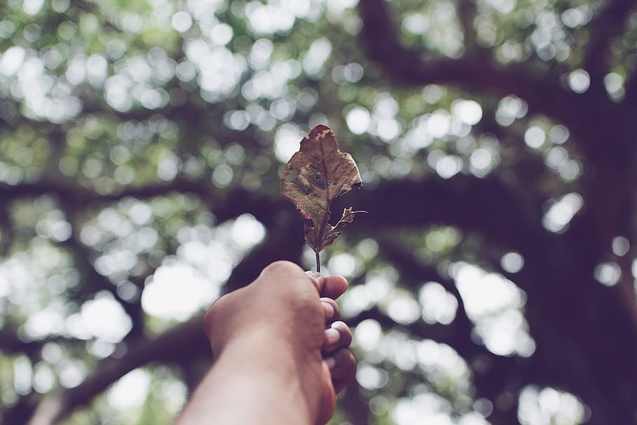 brown withered leaf, cotton, auroville, india, veins, plant, fruit HD wallpaper