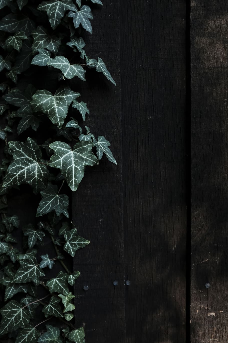 denmark, holbæk, orø, wood - material, plant, no people, growth HD wallpaper