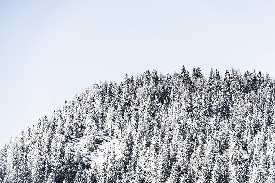 snow covered trees, plant, cold temperature, winter, forest, beauty in nature HD wallpaper