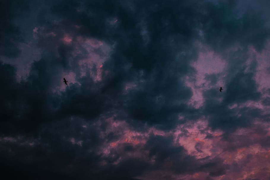 silhouette photo of two flying birds, sky, sunset, cloud, cloudscape HD wallpaper