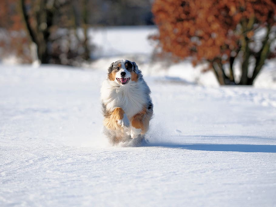 aussie, australia shepherd, dog, pet, purebred, rusty, fur HD wallpaper