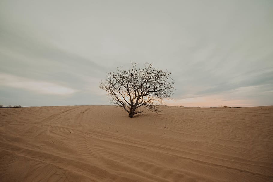 tree in desert, environment, landscape, sky, beauty in nature HD wallpaper
