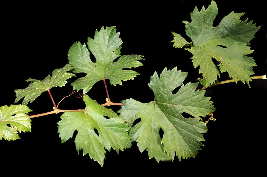 leaves, grape, vine, garden, nature, leaf, plant part, growth HD wallpaper