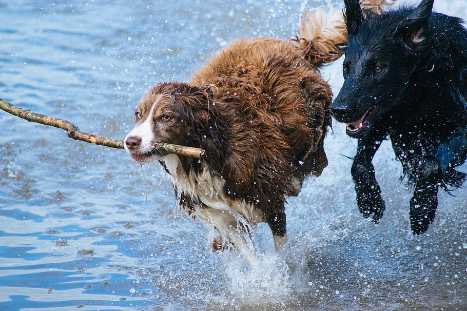 dogs, playing, fun, water, stick, jumping, splashing, dogs playing HD wallpaper