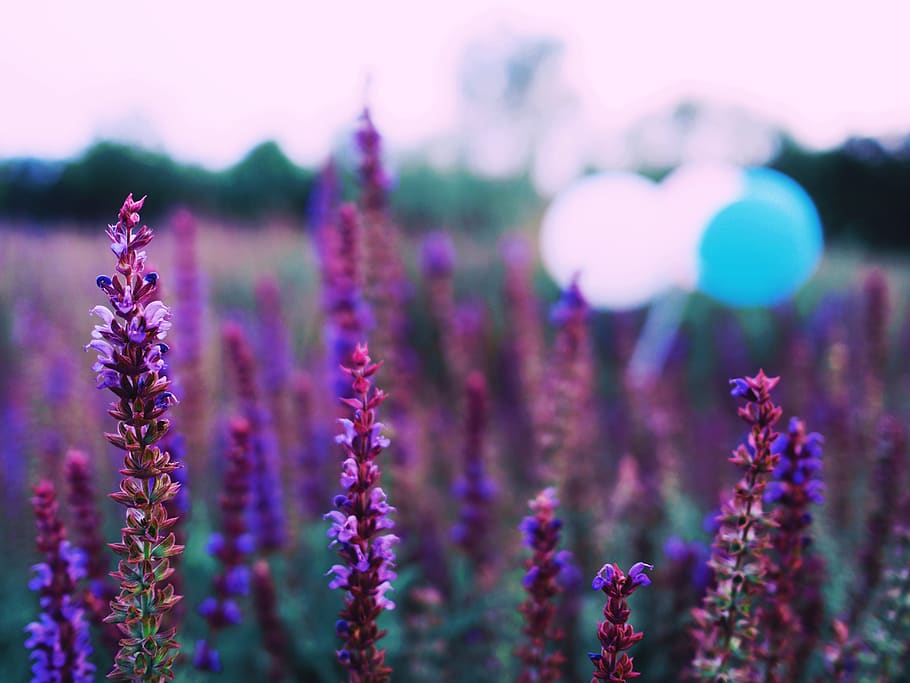 flower, sky, summer, flowering plant, purple, growth, beauty in nature HD wallpaper