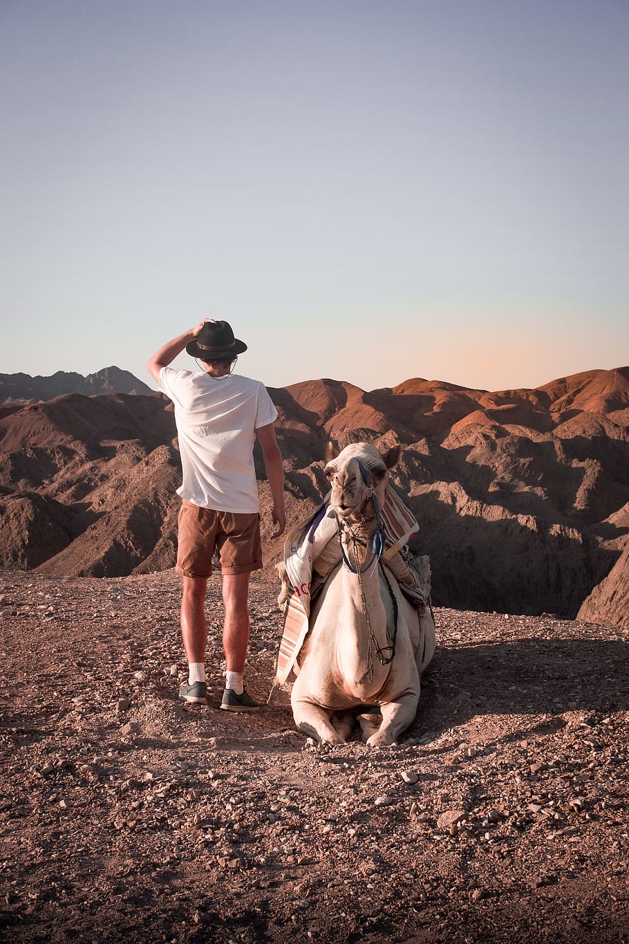 israel, eilat, desert, camel, travel, explore, rear view, one person HD wallpaper