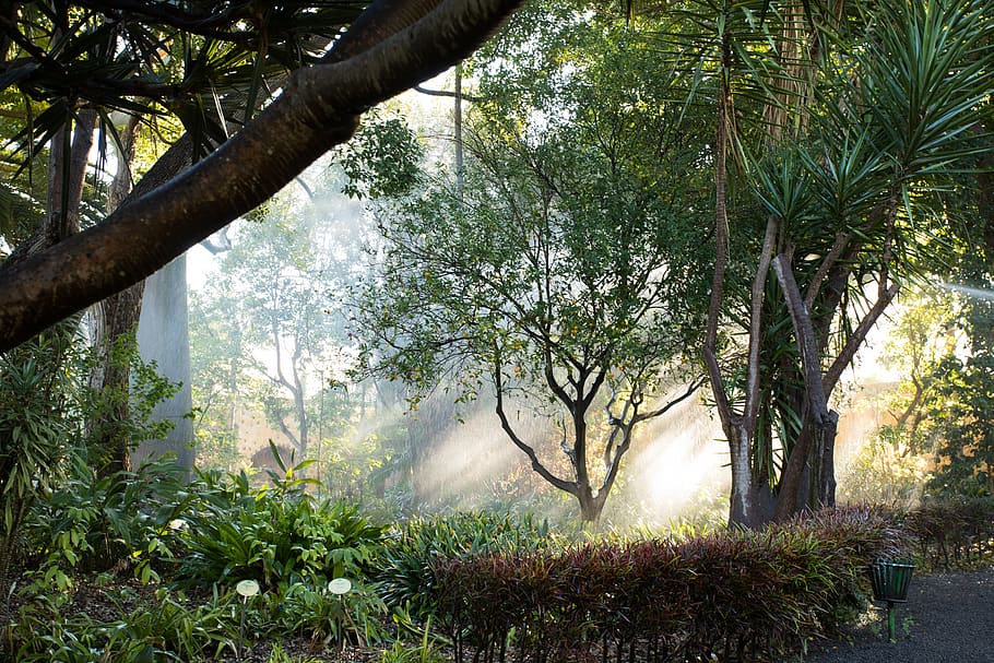 spain, tenerife, trees, forest, plant, growth, beauty in nature HD wallpaper