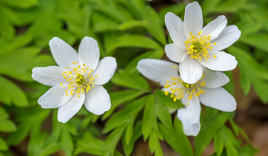 awakening, spring, fresh, flower, nature, fragrance, garden HD wallpaper
