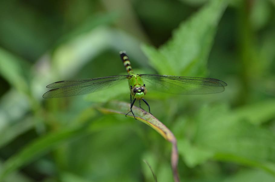 dragonfly, green, bug, insect, nature, summer, wings, creature HD wallpaper