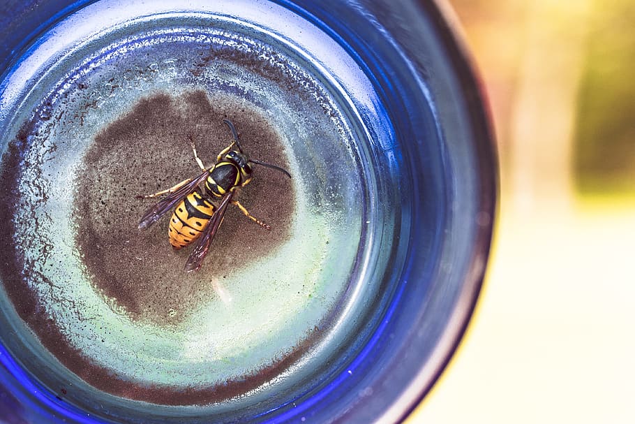 wasp, bee, insect, blue, glass, close-up, no people, directly above HD wallpaper