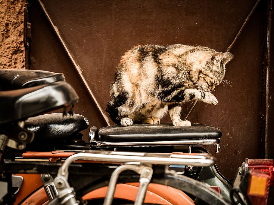 morocco, marrakesh, lick, orange, rust, cat, seat, animal, yamaha HD wallpaper