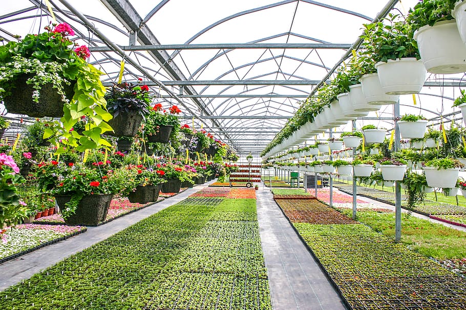greenhouse, hanging baskets, seedlings, plant, growth, flower, HD wallpaper