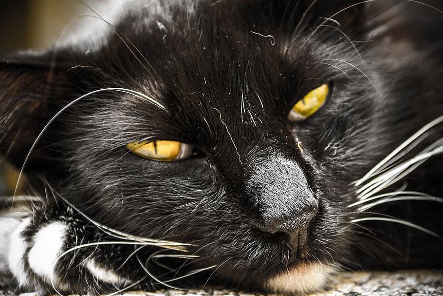 cat, pet, animal, portrait, fur, feline, kitten, eyes, face HD wallpaper