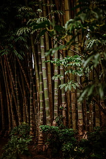 bamboo grass, plant, vegetable, produce, food, bamboo shoot, wall HD wallpaper