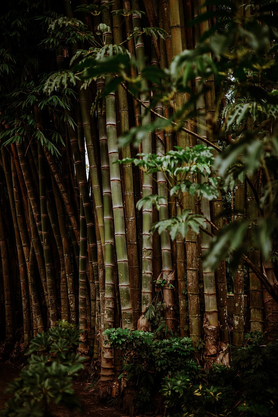 bamboo grass, plant, vegetable, produce, food, bamboo shoot, wall HD wallpaper