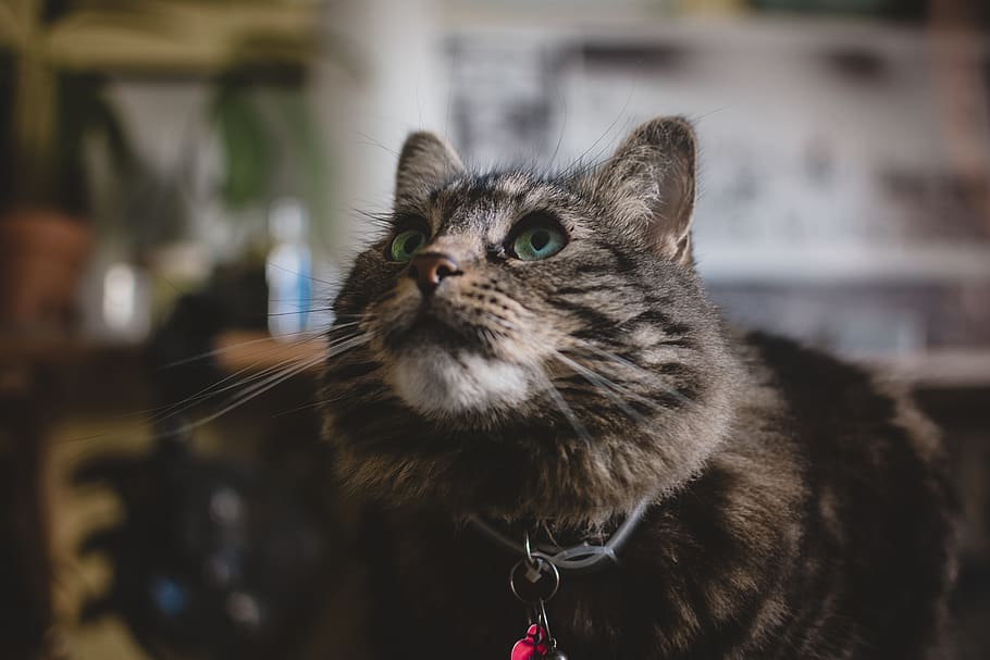 brown tabby cat, animal, pet, mammal, kitten, smoke, grey, manx HD wallpaper