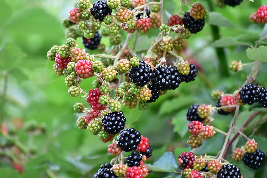 strawberry, forest, fruit, fine, healthy eating, berry fruit HD wallpaper