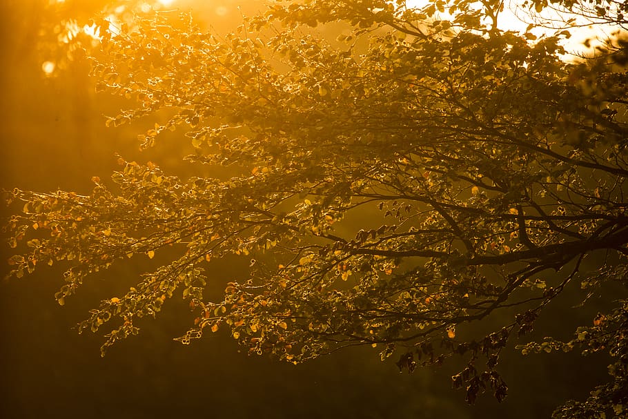 tall trees, plant, beauty in nature, no people, branch, sunlight HD wallpaper