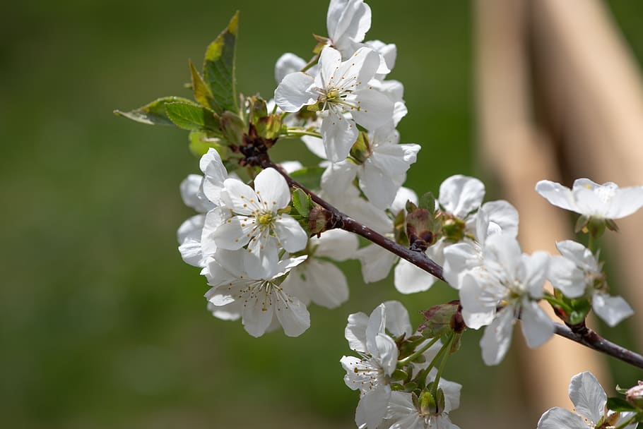 flowers, white, branch, spring, nature, garden, bloom, close up HD wallpaper