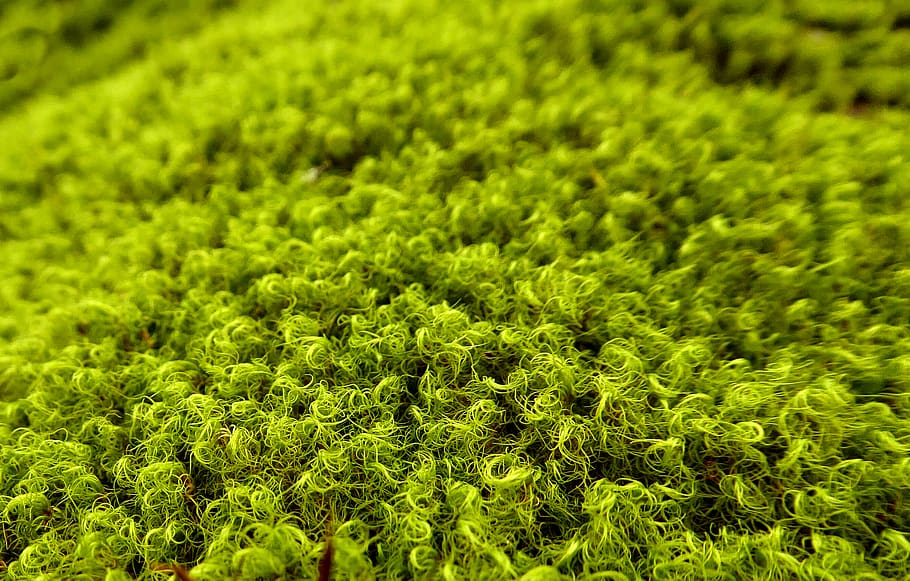 wallpaper 4k nature green