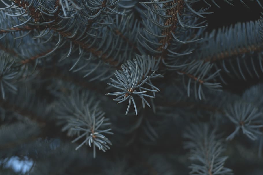 pine tree, forest, plant, growth, close-up, no people, nature HD wallpaper