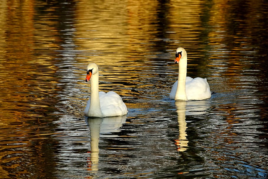 swan, waters, lake, reflection, sunset, mirroring, bird, animals in the wild HD wallpaper