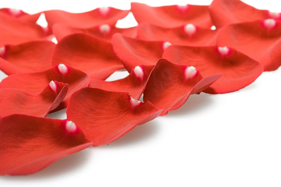 rose, petal, red, set, isolated, blooming, natural, floral HD wallpaper