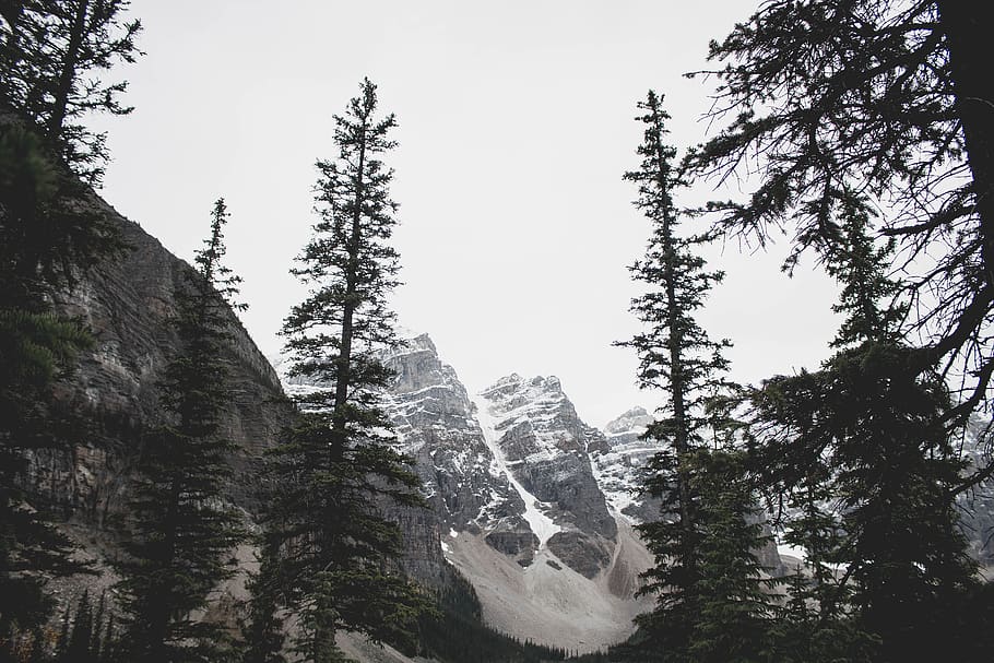 mountains, trees, winter, alberta, green, snow, plant, sky HD wallpaper