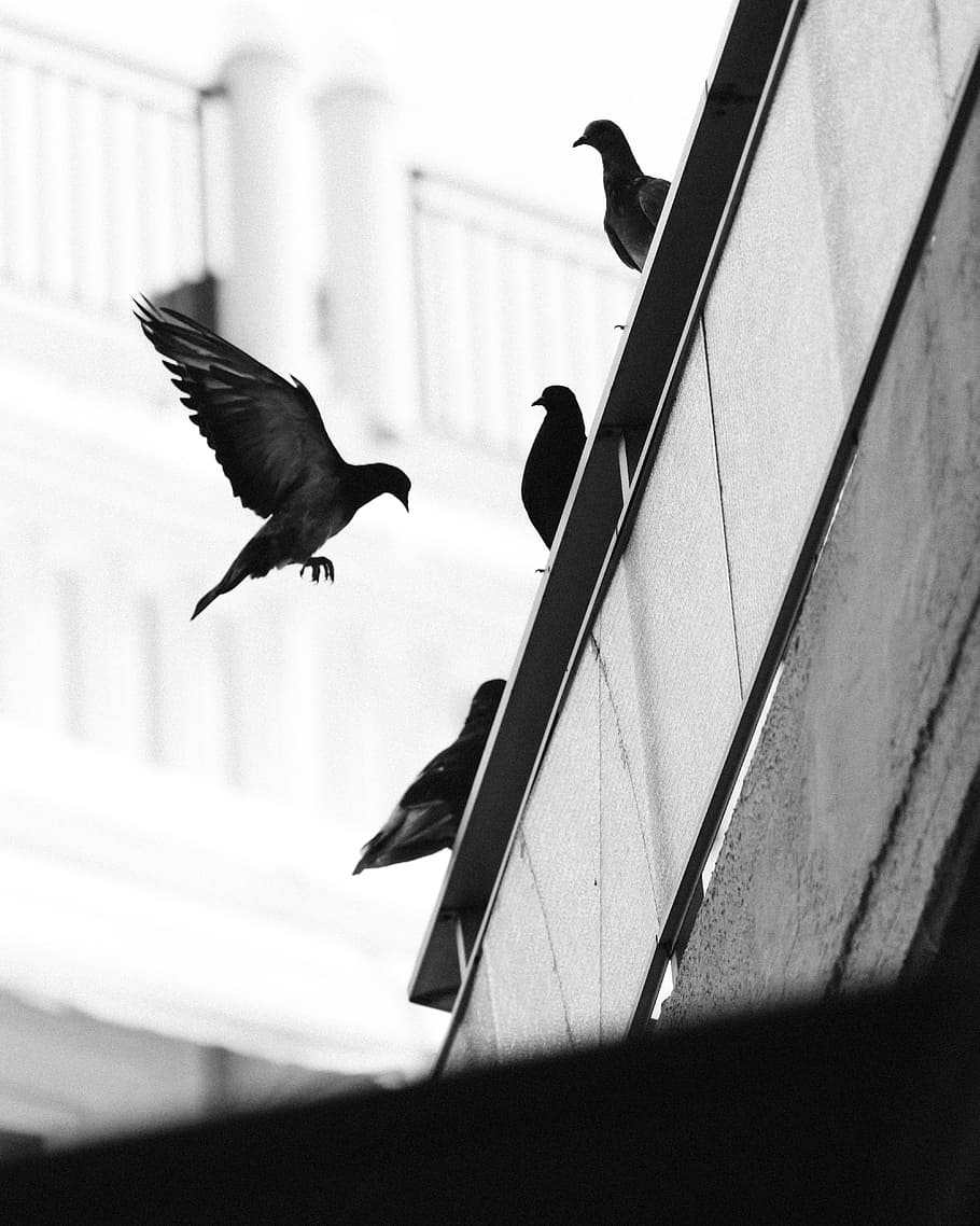flock of pigeons at the edge of the roof, bird, building, monochrome, HD wallpaper