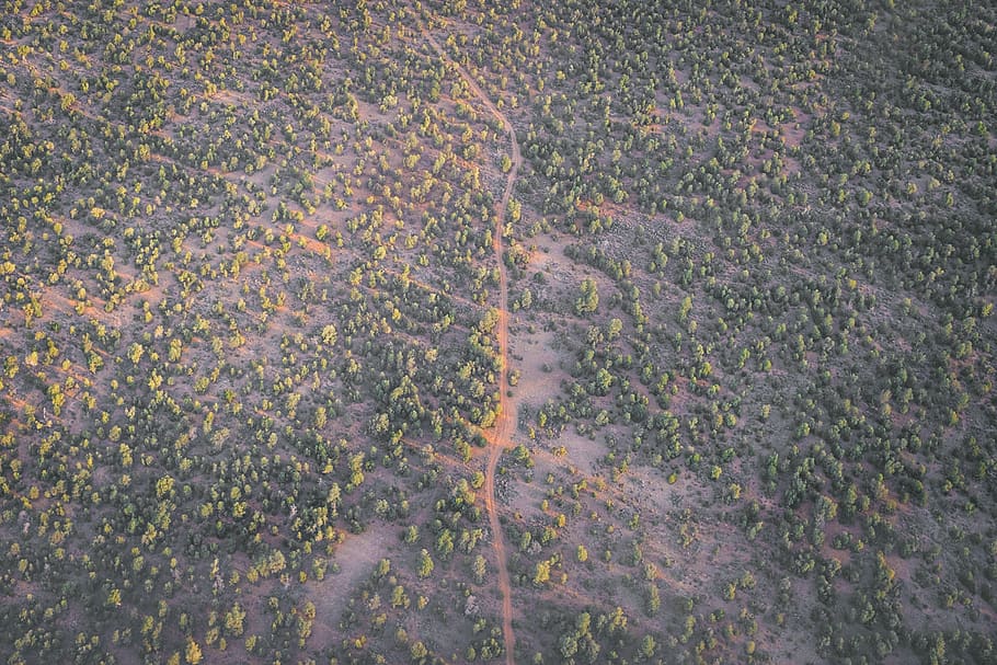 road, trees, drone, sunset, high angle view, plant, growth HD wallpaper