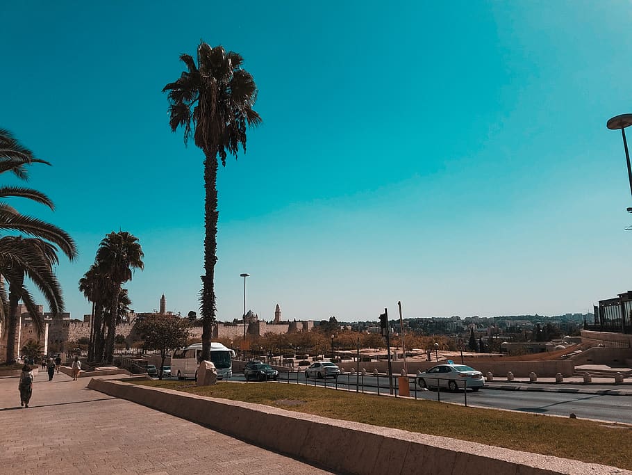 tree, palm tree, old city, jerusalem, sky, tropical climate, HD wallpaper