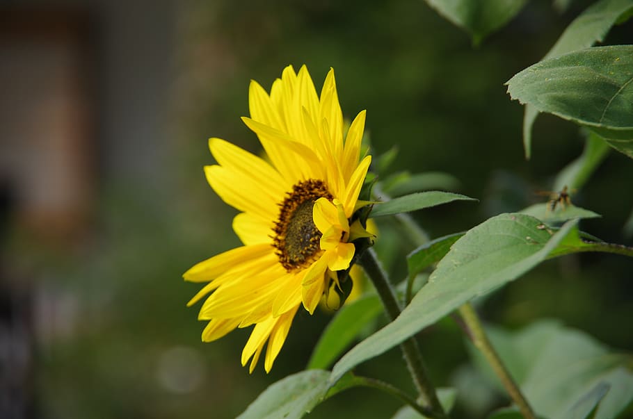 sunflower, yellow, garden, flowering plant, fragility, growth HD wallpaper