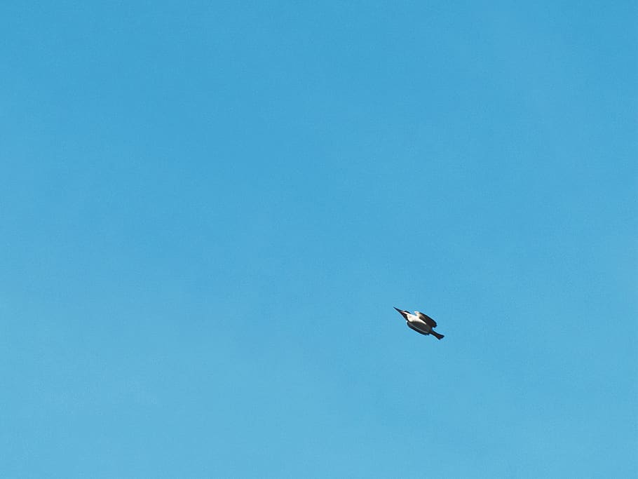 bird, sky, flying, animal wildlife, animal themes, animals in the wild HD wallpaper