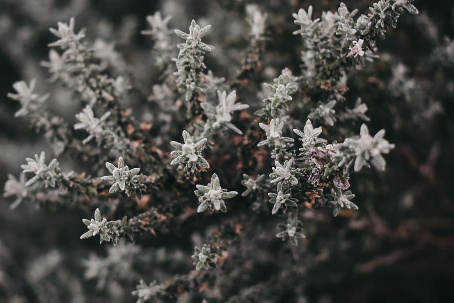 australia, macro, plants, leaf, leaves, flower, forest, green HD wallpaper