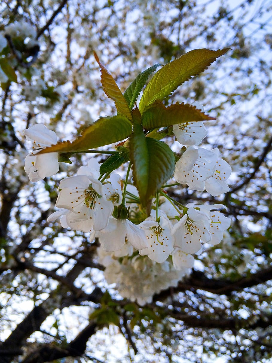 spring, blossoms, apple, trees, flower, plant, beauty in nature HD wallpaper