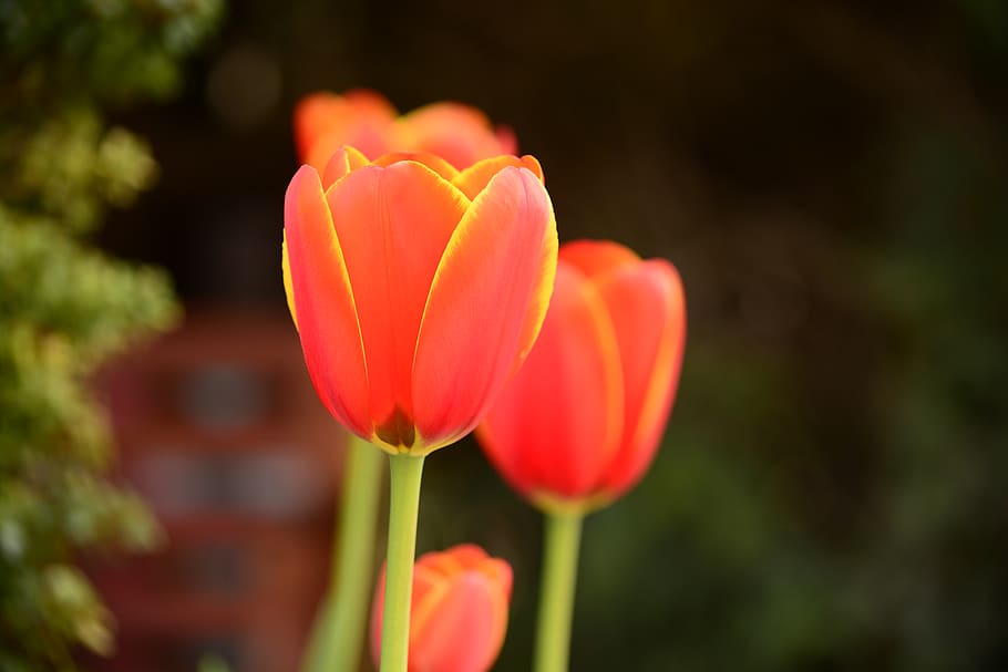 australia, canberra, flower, flowering plant, freshness, vulnerability HD wallpaper