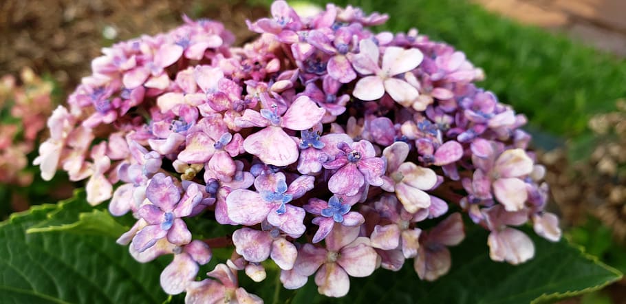 flower, nature, pink, flowering plant, freshness, beauty in nature HD wallpaper