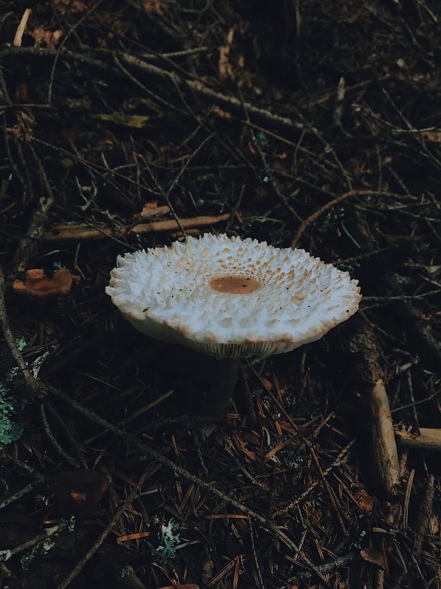 forest, mushroom, nature, land, fungus, food, toadstool, plant HD wallpaper