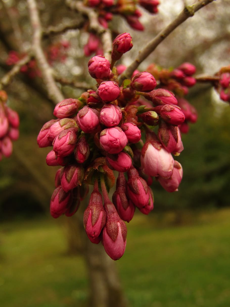 bud, japan, cherry, spring, cherry blossom, branch, ornamental cherry HD wallpaper