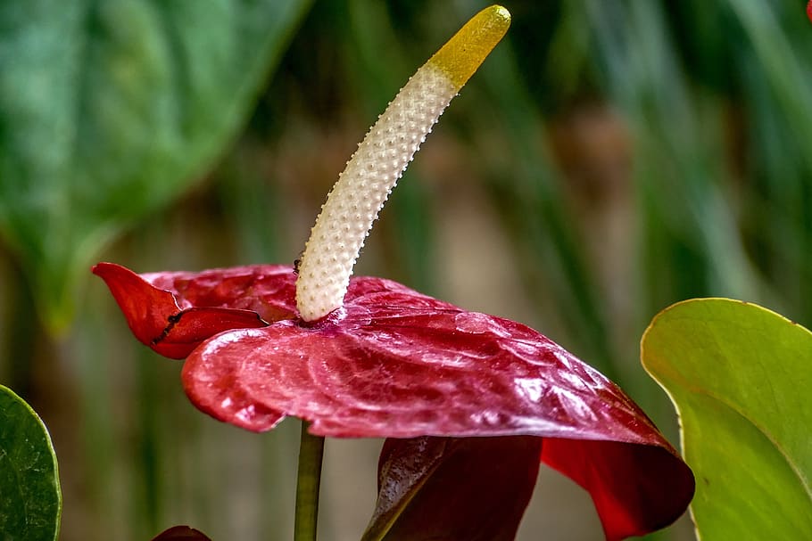 nature, flower, leaf, flora, garden, summer, closeup, plant HD wallpaper