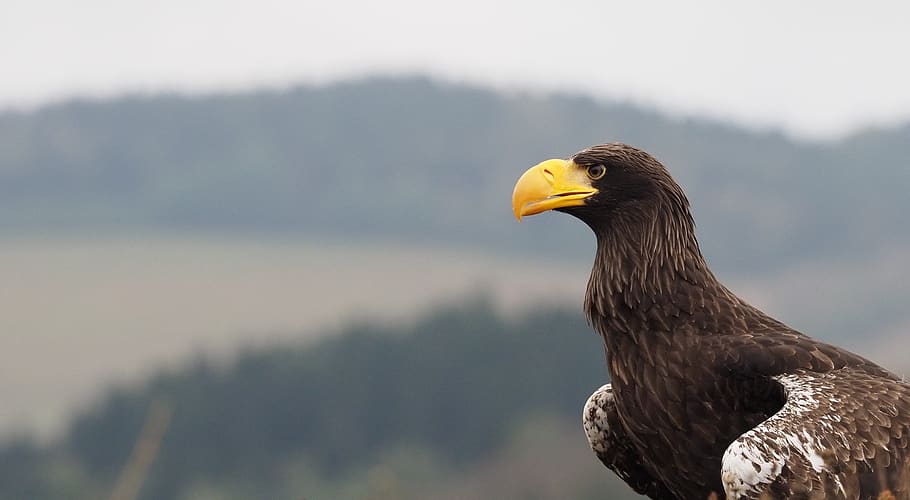 bird, animal, eagle eastern, feather, predator, beak, eye, one animal HD wallpaper