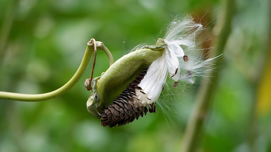 plant, wild, bloom, blossom, nature, close-up, animal wildlife HD wallpaper