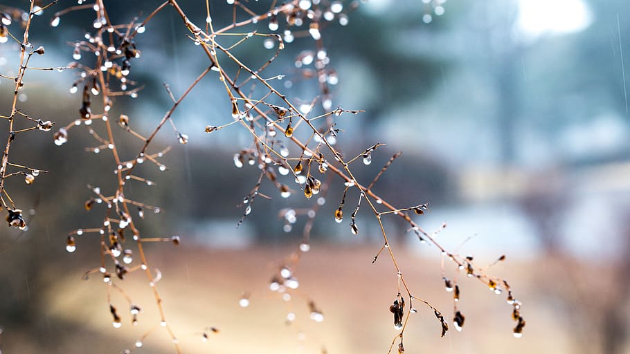 non, rain, trickle, tabitha, water, wet, drop, plant, nature HD wallpaper