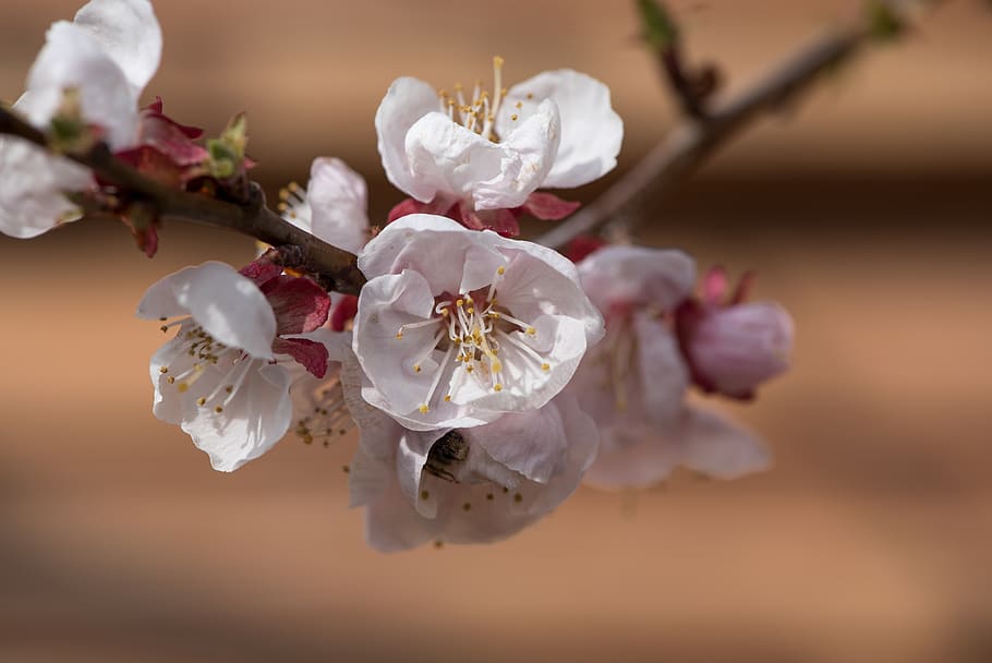 flowers, white, bloom, branch, spring, nature, garden, vegetable garden HD wallpaper