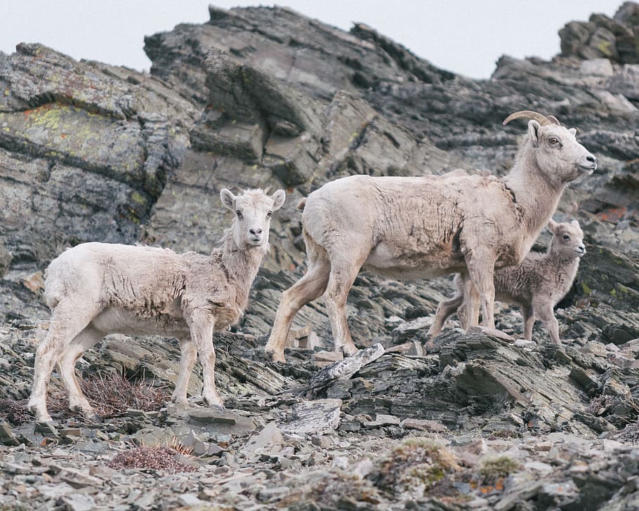 goat, sheep, mountain, rock, rocky, landscape, mammal, animal themes HD wallpaper